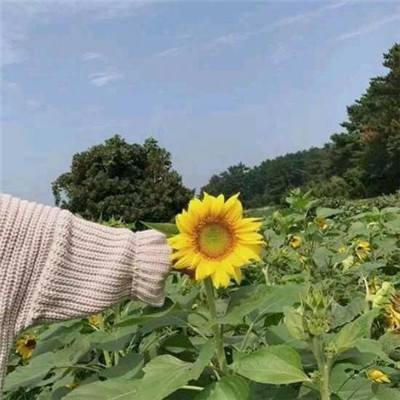 敢达争锋对决台服官方版下载
